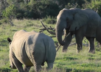Не обезьяна. Слон отогнал носорога палкой