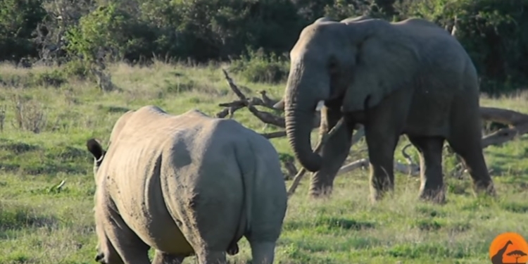 Не обезьяна. Слон отогнал носорога палкой