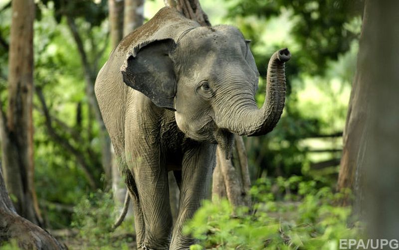 В Таиланде полиция перекрыла дорогу, чтобы пропустить огромное стадо слонов (ВИДЕО) 1