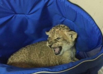 Через Черноморский морпорт в Турцию пытались вывезти львенка – его спрятали в попугаях