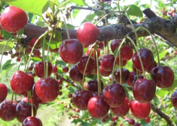 Украина расширяет экспорт вишни и черешни и бьет собственные рекорды