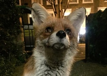 У нас сердобольные граждане прикармливают уличных котов и собак. В Англии радиоведущий прикормил лиса