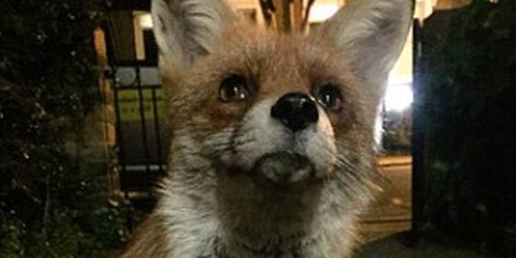 У нас сердобольные граждане прикармливают уличных котов и собак. В Англии радиоведущий прикормил лиса