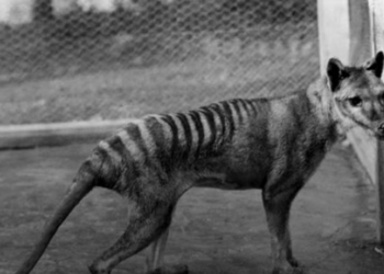 В Австралии обнаружили считавшегося давно вымершим тасманского волка