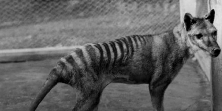 В Австралии обнаружили считавшегося давно вымершим тасманского волка