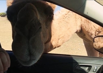 Теперь они точно будут закрывать окна в машине в сафари-парке: в Техасе верблюд съел обед туриста вместе с бумажным пакетом