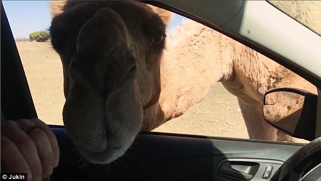 Теперь они точно будут закрывать окна в машине в сафари-парке: в Техасе верблюд съел обед туриста вместе с бумажным пакетом 1