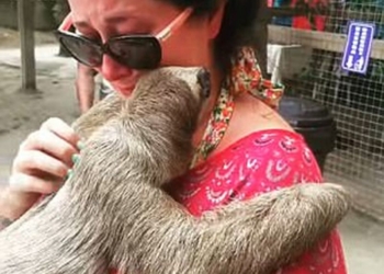 Эмоции – странная штука: женщина взяла на руки ленивца и… расплакалась