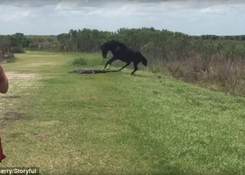 «Настоящий мужчина»: жеребец прогнал аллигатора с дороги его маленького табуна
