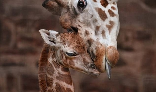 В британском зоопарке появился на свет детеныш самого редкого подвида жирафа – жираф Ротшильда