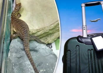 Нелегал поневоле: британский турист случайно привез из Таиланда дымчатого варана