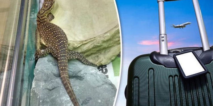 Нелегал поневоле: британский турист случайно привез из Таиланда дымчатого варана