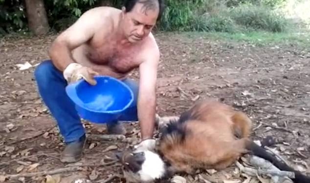 Добрым быть не трудно: в Бразилии водители грузовика спасли от жажды гривистого волка, вливая воду ему прямо в пасть