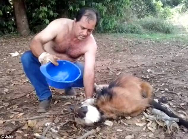 Добрым быть не трудно: в Бразилии водители грузовика спасли от жажды гривистого волка, вливая воду ему прямо в пасть 1