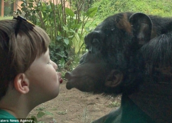 «Любовь с первого взгляда»: трогательный поцелуй шимпанзе через стекло человеческому ребенку