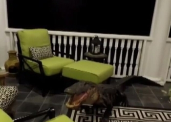 Не знаешь, что лучше: семья в Южной Каролине думала, что в дом ворвался грабитель, а это оказался почти 3-метровый голодный аллигатор