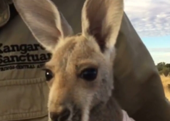 «Возьми меня на ручки!»: в Австралии для осиротевших малышей кенгуру шьют специальные сумки