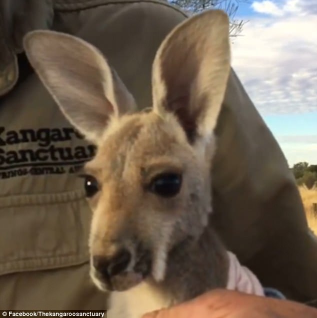 «Возьми меня на ручки!»: в Австралии для осиротевших малышей кенгуру шьют специальные сумки 1