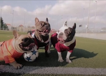 В Чехии собаки гоняют в футбол. Не только ради удовольствия, а и с просветительской целью