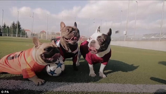 В Чехии собаки гоняют в футбол. Не только ради удовольствия, а и с просветительской целью 1