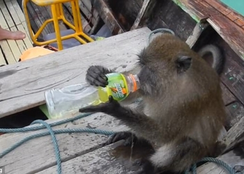 В Таиланде макака украла у туриста… водку