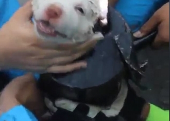 В Таиланде «талантливый» щенок залез в выхлопную трубу. Выручали спасатели