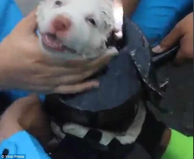 В Таиланде «талантливый» щенок залез в выхлопную трубу. Выручали спасатели 1