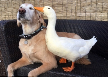 Это не кошка с собакой, это собака с уткой: необычная дружба таких непохожих созданий