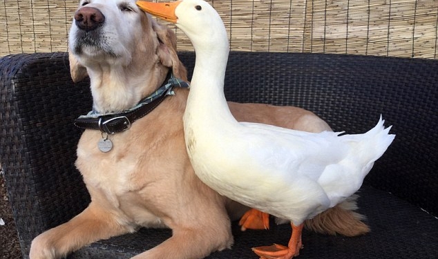 Это не кошка с собакой, это собака с уткой: необычная дружба таких непохожих созданий