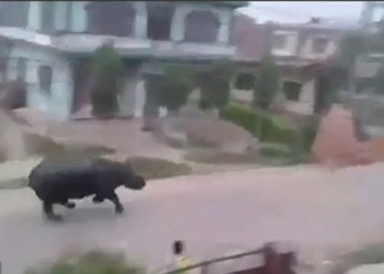 Ярость в чистом виде: в непальском городе носорог погнался за мотоциклистами – один человек убит, трое ранены