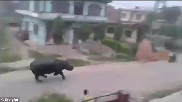 Ярость в чистом виде: в непальском городе носорог погнался за мотоциклистами – один человек убит, трое ранены