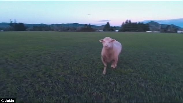 «Баран-баран-буц»: в США овца атаковала дрон, подлетевший к ней слишком близко 1