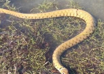 А вдруг что-то перепадет? Английский водяной уж решил устроить засаду в траве на улов рыбака