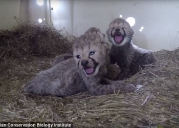 Дает надежду для вида в целом: в одном из научных учреждений США родилось сразу 10 гепардов