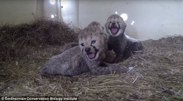 Дает надежду для вида в целом: в одном из научных учреждений США родилось сразу 10 гепардов