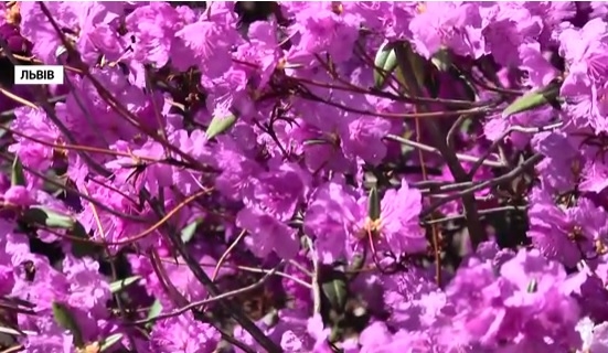 Природа шутит. Или издевается – у нас холодно, а во Львове все цветет