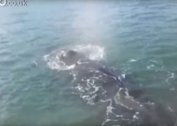 Запутавшийся в сетях кит приплыл к людям – за помощью