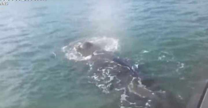 Запутавшийся в сетях кит приплыл к людям – за помощью