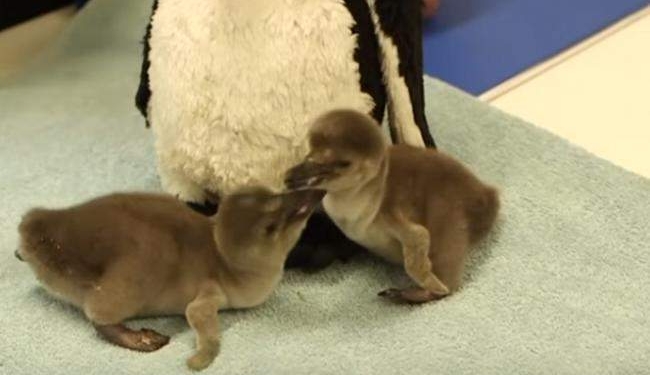 В Лондонском зоопарке выхаживают двух пингвинят – потом вернут родителям