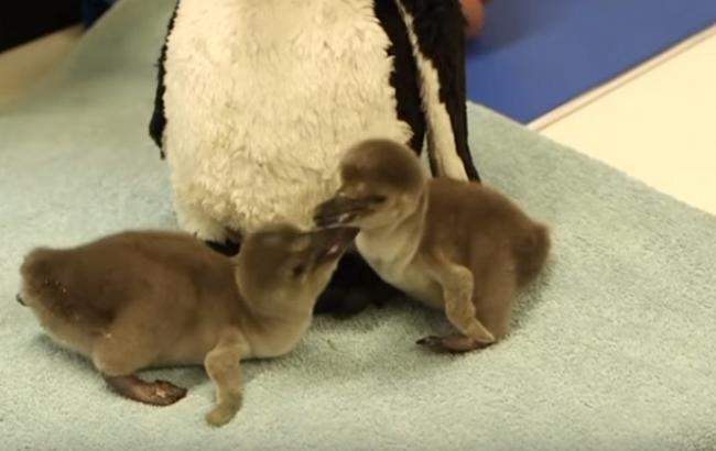 В Лондонском зоопарке выхаживают двух пингвинят - потом вернут родителям 1