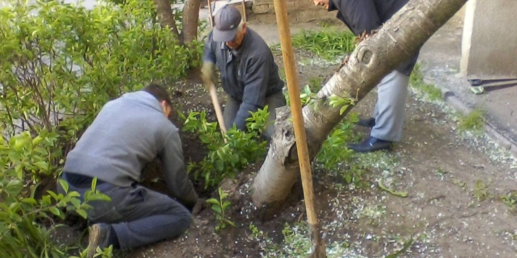 Просто вишня. В Николаеве всем кварталом спасали упавшее дерево