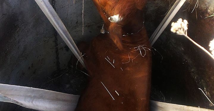 На Николаевщине спасатели достали корову из заброшенного колодца