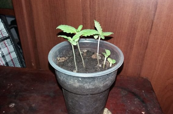 Этой конопле в цветочных горшочках вырасти не суждено: казанковские полицейские нагрянули к «агроному»