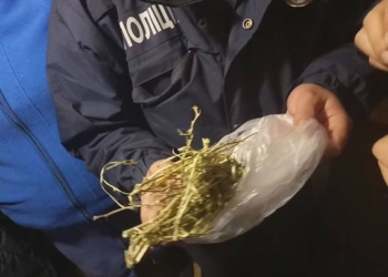 У жителя Первомайска из 1 куста конопли, найденного в Одесской области, получилось 40 г каннабиса