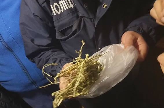 У жителя Первомайска из 1 куста конопли, найденного в Одесской области, получилось 40 г каннабиса