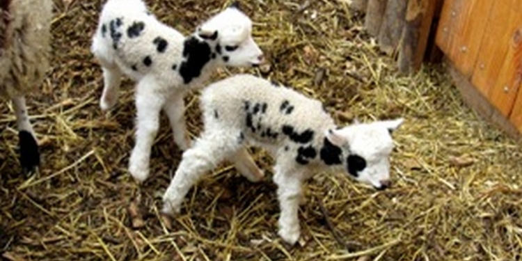 В Николаевском зоопарке – очередное пополнение: на свет появились четырехрогие ягнята