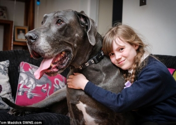 Дог, который весит, как слоненок, может стать самой тяжелой собакой Великобритании