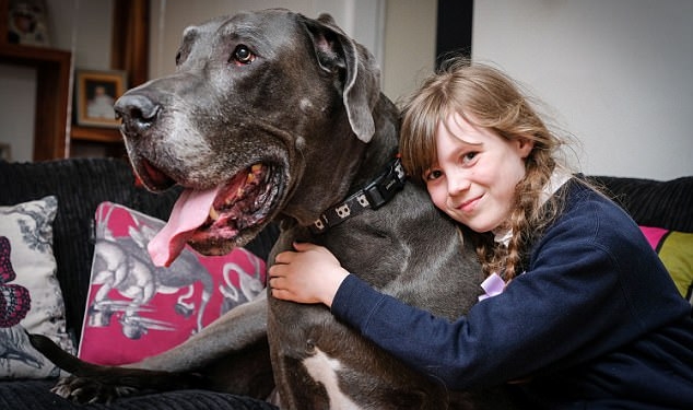 Дог, который весит, как слоненок, может стать самой тяжелой собакой Великобритании