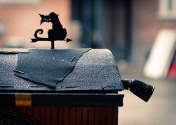 Тир, колесо обозрения и фургон с попкорном: следом за магазинами для грызунов в Швеции появился парк развлечений для них же