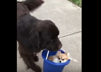 Такси! Эти собаки неразлучны – большая носит с собой маленькую. В ведре